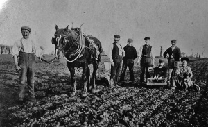 Potato planting, 1905