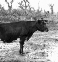 P J Ahier's champion cow Lady Dorothy II