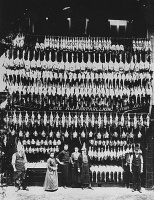 R J Parparllion's display of turkeys at Christmas 1910. Unless there has been a sign-writing error, this is not the same family as the Parpalions, who had a shop at Snow Hill