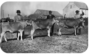 Honore Georgelin is on the left in this picture of a 1949 cattle show
