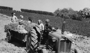 Anita, Felicity and Tony Foster on a Fordson tractor in 1962