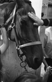 Red Rum visits Jersey