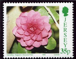 Camellias