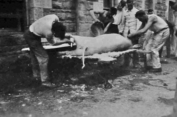Butchering one of the pigs raised at the depot