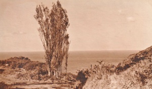 Wind-blown trees at the top of the cliff at Bonne Nuit