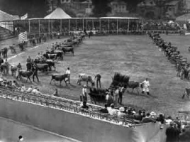 Springfield Cattle show in 1937