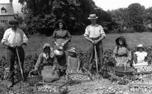 Potato harvest at Springside, Trinity