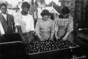 Tomato grading machine, picture by Percival Dunham
