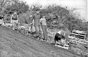 Planting a cotil in 1938