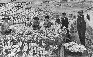 Flora Farm photographed by Albert Smith in 1911