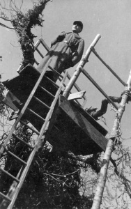 A sentry up a tree (don't ask why!) at La Perrelle