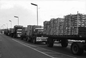 Tomatoes for export on their way to the Harbour
