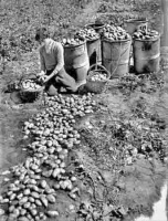 The 1948 potato harvest