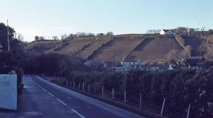 Freshly planted cotils at Rozel