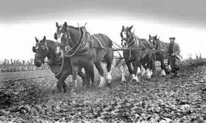 Traditional ploughing