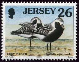 Seabirds and waders