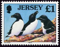 Seabirds and waders