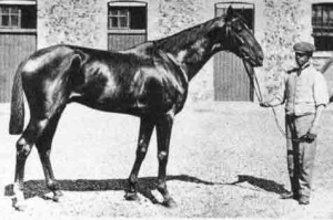 Lillie's horse Merman