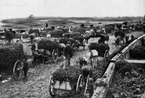 Le Hocq in the 1880s, Photograph by Ernest Baudoux