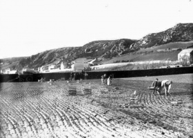 Potato planting in the early 20th century