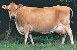 A typical Jersey cow