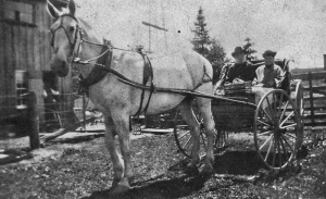 Abraham and Elizabeth Moore in their carriage in 1905