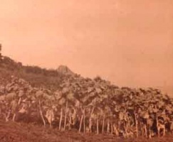 Jersey cabbages – a Victorian lantern slide