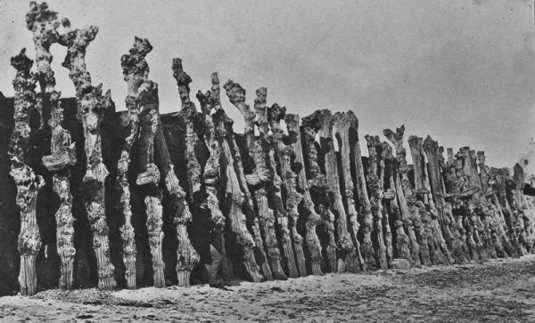 Victor Hugo at the Dicq (six tree trunks from the left) photographed by his son Charles in 1853