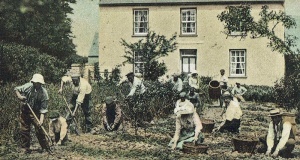 Harvesting by hand in 1904