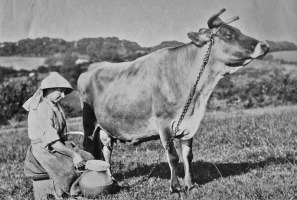 The family cow in 1900