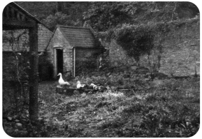 Pre-war manor farmyard, afterwards a Duckyard, (complete with brick and cement pond), 1966. The Tour à Cidre can be seen in its original position, with the ducks standing upon it. A leet connected the crushed apple juice with the barrels stored in the former press room below the Grange, which was afterwards used as a potting shed. The Tour à Cidre is now better employed in the Front Yard