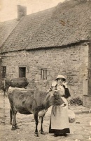 Jersey bonnet in the farmyard