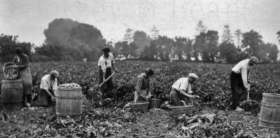Hand digging at the Ozouf family's Le Tapon Farm, St Saviour, in 1949