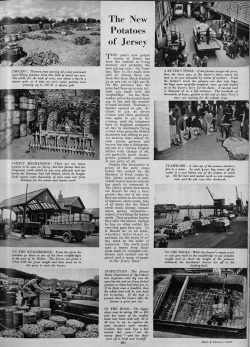 Perhaps the best early potato season to date as reported in the 1949 Illustrated Sporting and Dramatic News