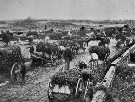 Harvesting vraic on the east coast