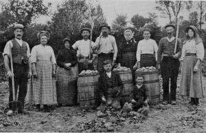 The 1914 potato harvest