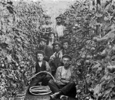 Tomato picking, 1910