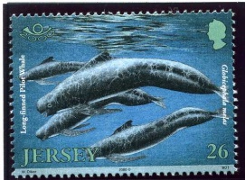 Marine mammals