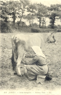 Milking in the field