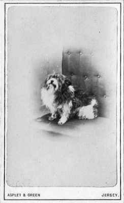 Only the well off could afford to have their dog photographed in 1880