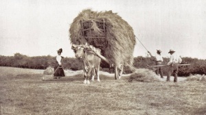 Collecting hay