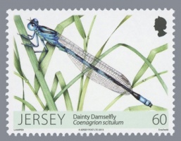 Dragonflies and Damselflies
