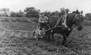 Clarry Le Breton of St Mary