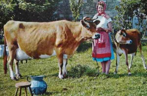 A milkmaid with a Jersey cow and calf