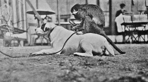 A mystery picture of unusual companions taken at a cafe at Corbiere, but the exact location is unknown. The picture sent to us was captioned 'Corbiere pets'