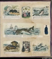 Martha Price (1821-1904) kept a scrapbook in the 1860s which is now in the State Library of South Australia. Intended as an educational book for her four children, the book was home-made from linen and leather bound. It consisted largely of pictures of animals from the Society for Promoting Christian Knowledge books