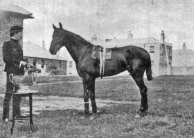 Captain James, the winner of His Majesty's Cup at the Jersey races in 1903, owned by Capt J Graham of the 2nd Battalion Highland Light Infantry