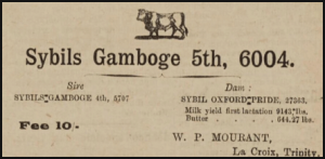 1924 advert in the Chronique de Jersey by Walter Philip Mourant