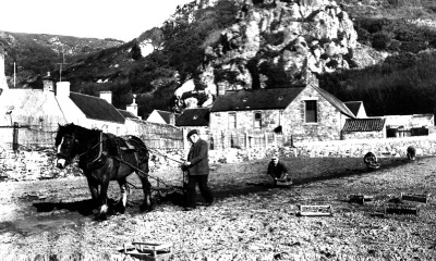 Planting behind a horse-drawn plough at the Le Brocq family farm in St Ouen in 1935