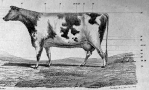 Jersey cow judging points